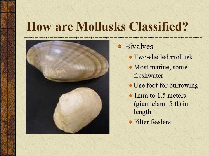 How are Mollusks Classified? Bivalves Two-shelled mollusk Most marine, some freshwater Use foot for