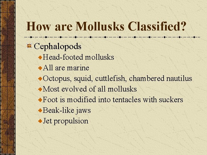 How are Mollusks Classified? Cephalopods Head-footed mollusks All are marine Octopus, squid, cuttlefish, chambered