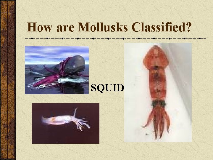 How are Mollusks Classified? SQUID 