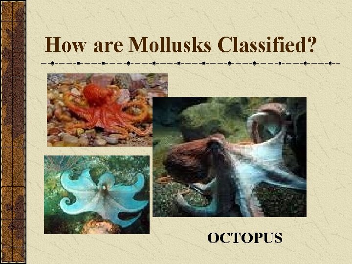 How are Mollusks Classified? OCTOPUS 