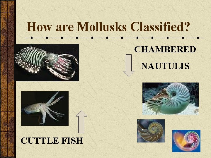 How are Mollusks Classified? CHAMBERED NAUTULIS CUTTLE FISH 
