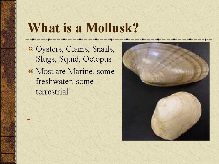 What is a Mollusk? Oysters, Clams, Snails, Slugs, Squid, Octopus Most are Marine, some