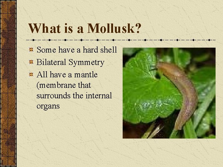 What is a Mollusk? Some have a hard shell Bilateral Symmetry All have a