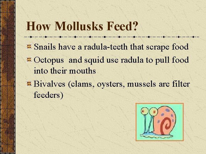 How Mollusks Feed? Snails have a radula-teeth that scrape food Octopus and squid use