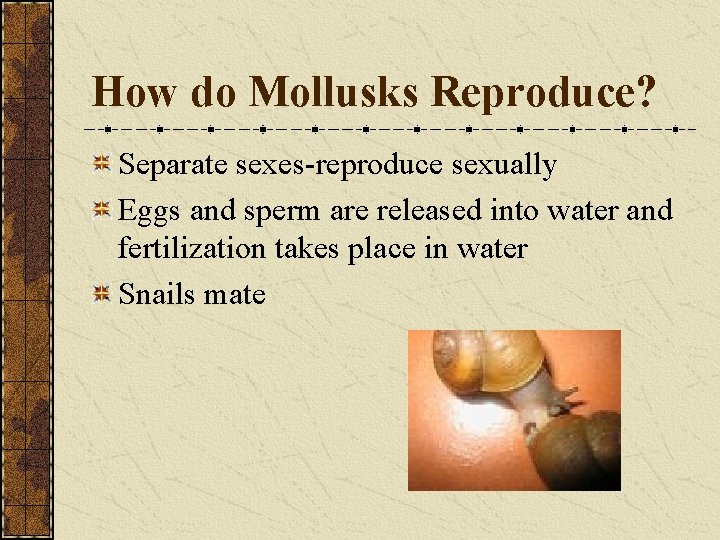 How do Mollusks Reproduce? Separate sexes-reproduce sexually Eggs and sperm are released into water
