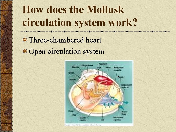 How does the Mollusk circulation system work? Three-chambered heart Open circulation system 