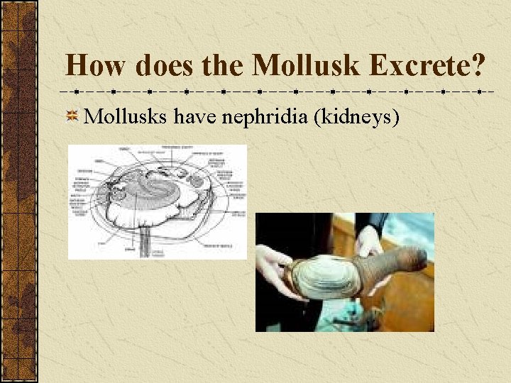 How does the Mollusk Excrete? Mollusks have nephridia (kidneys) 