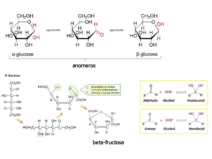 anomeros beta-fructosa 