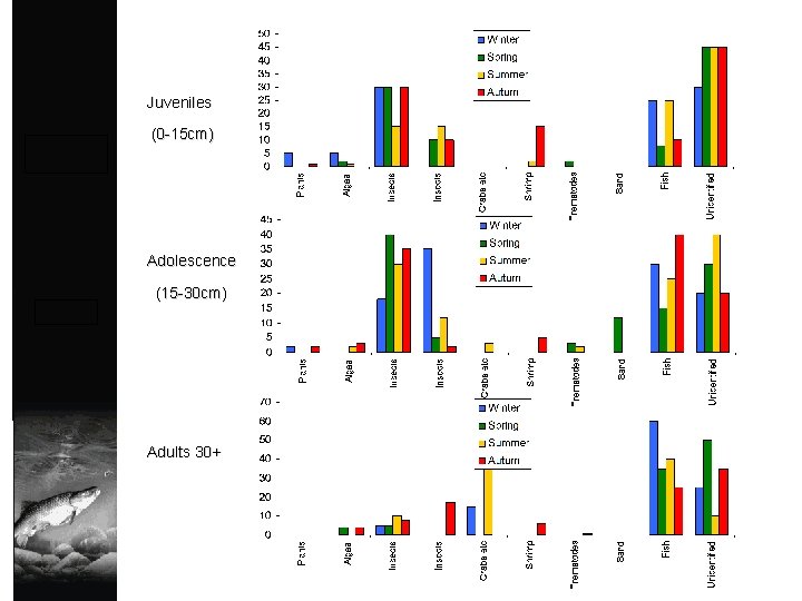 Juveniles (0 -15 cm) Adolescence (15 -30 cm) Adults 30+ 