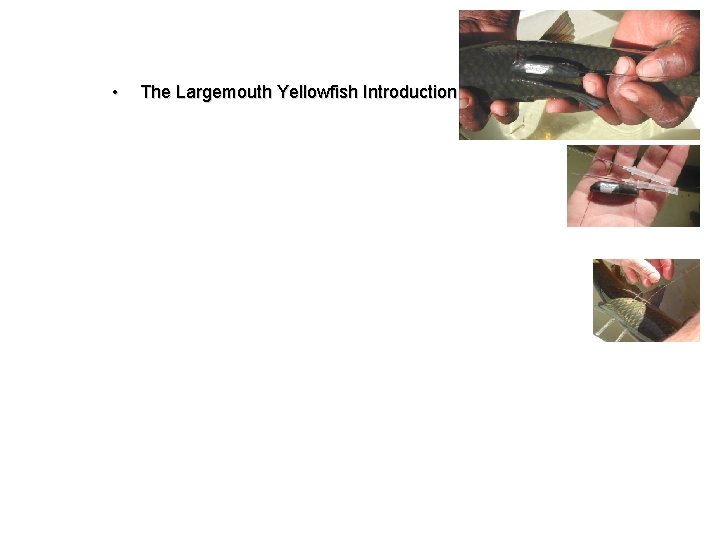  • The Largemouth Yellowfish Introduction 