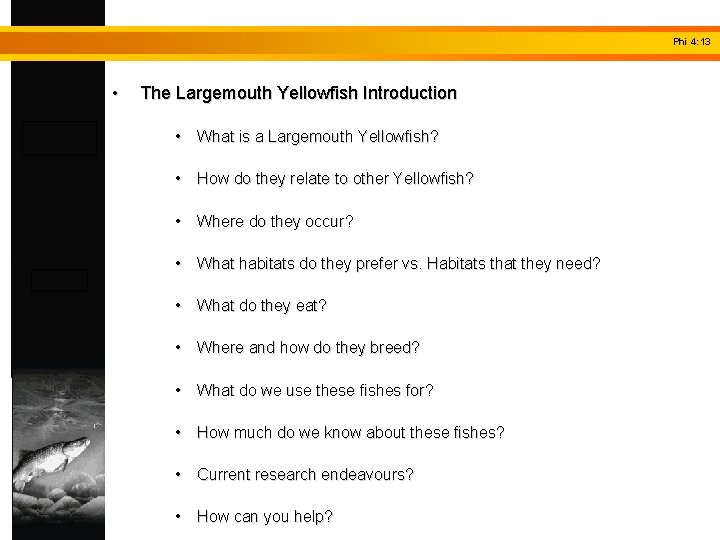 Phi 4: 13 • The Largemouth Yellowfish Introduction • What is a Largemouth Yellowfish?
