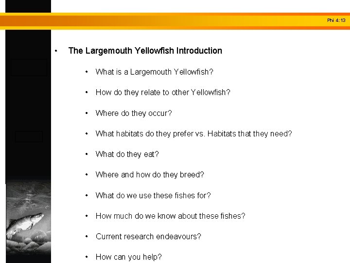 Phi 4: 13 • The Largemouth Yellowfish Introduction • What is a Largemouth Yellowfish?