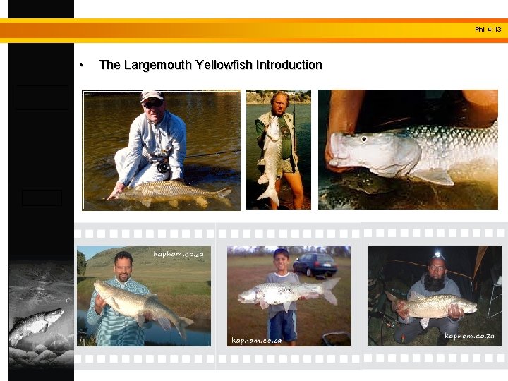 Phi 4: 13 • The Largemouth Yellowfish Introduction 