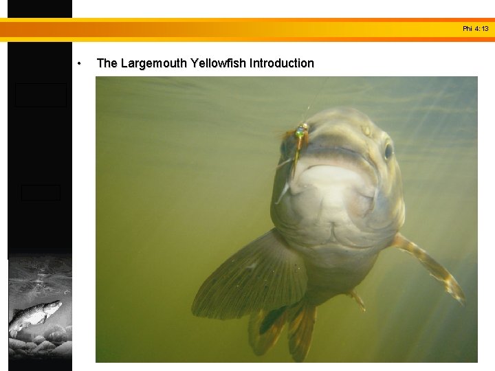 Phi 4: 13 • The Largemouth Yellowfish Introduction 