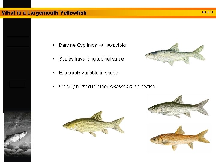 What is a Largemouth Yellowfish • Barbine Cyprinids Hexaploid • Scales have longitudinal striae