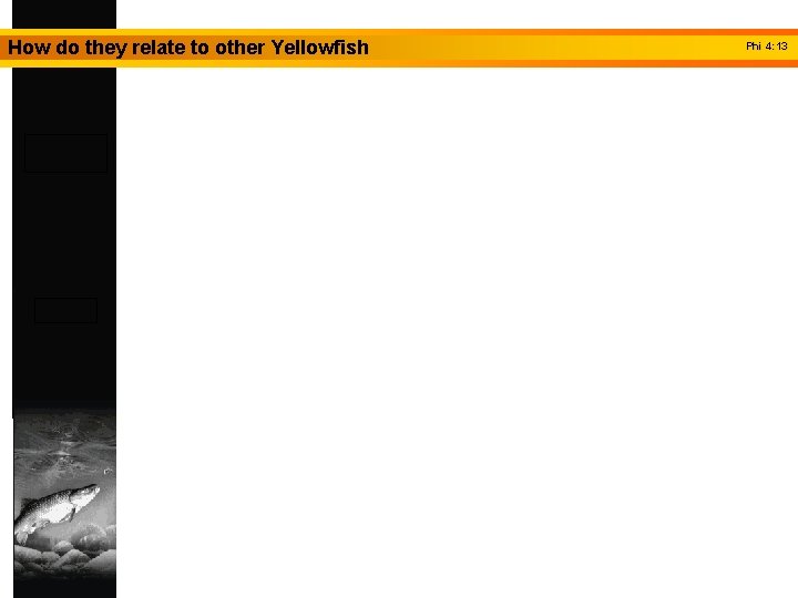 How do they relate to other Yellowfish Phi 4: 13 