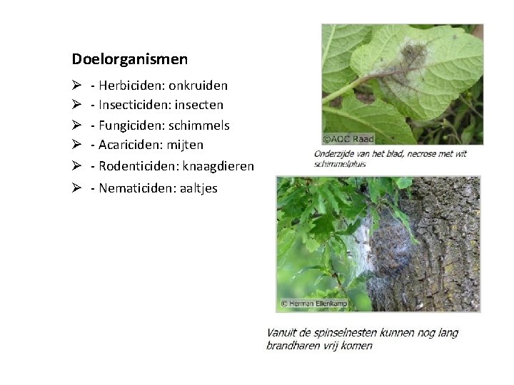 Doelorganismen Ø Ø Ø - Herbiciden: onkruiden - Insecticiden: insecten - Fungiciden: schimmels -