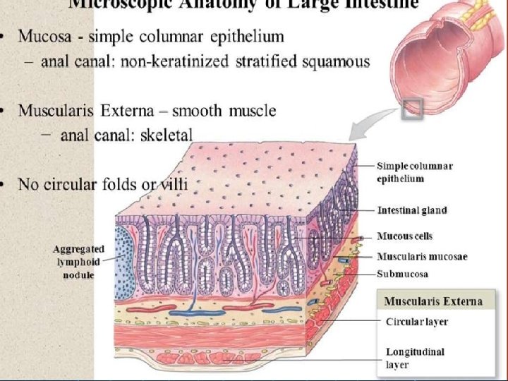 n Typhoid fever spreads through contaminated food and water or through close contact with