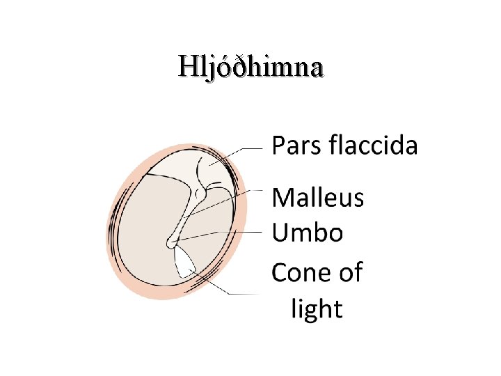 Hljóðhimna 