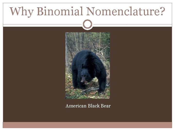 Why Binomial Nomenclature? American Black Bear 