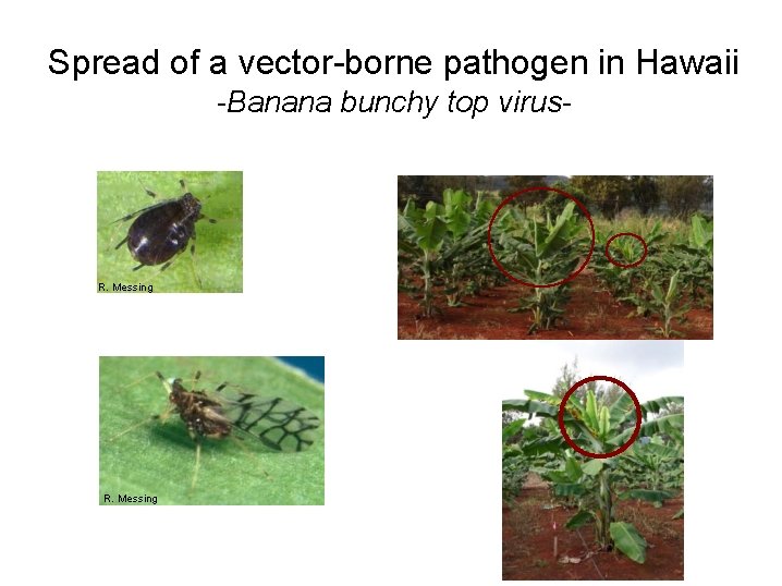 Spread of a vector-borne pathogen in Hawaii -Banana bunchy top virus- R. Messing 