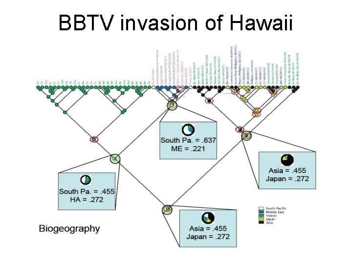 BBTV invasion of Hawaii 