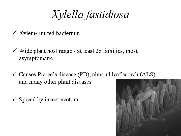 Xylella fastidiosa Xylem-limited bacterium Wide plant host range - at least 28 families, most