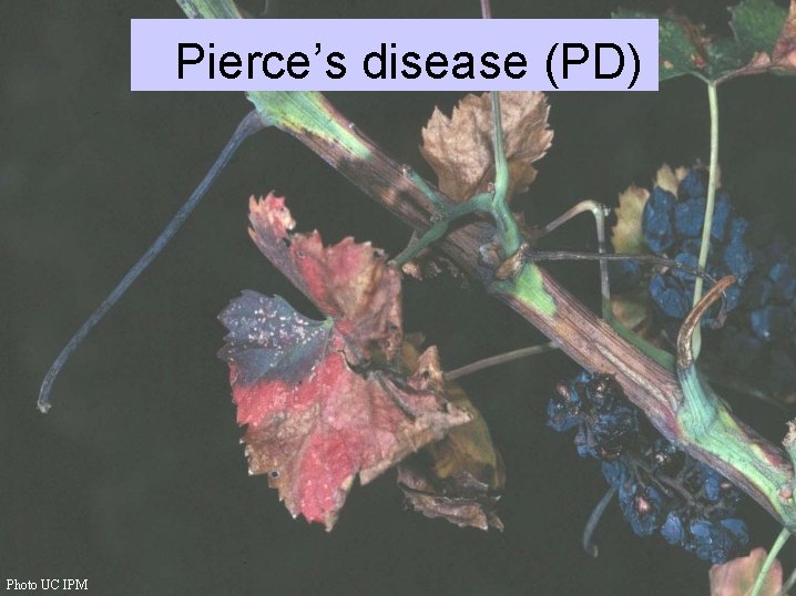 Pierce’s disease (PD) Photo UC IPM 