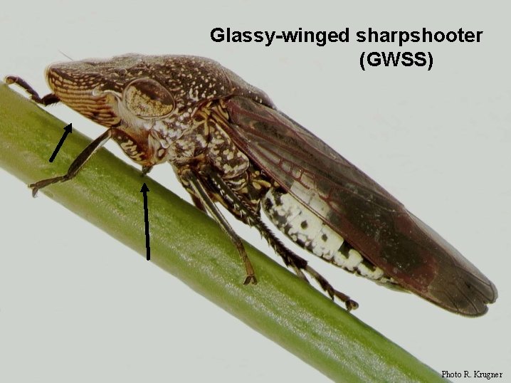 Glassy-winged sharpshooter (GWSS) Photo R. Krugner 