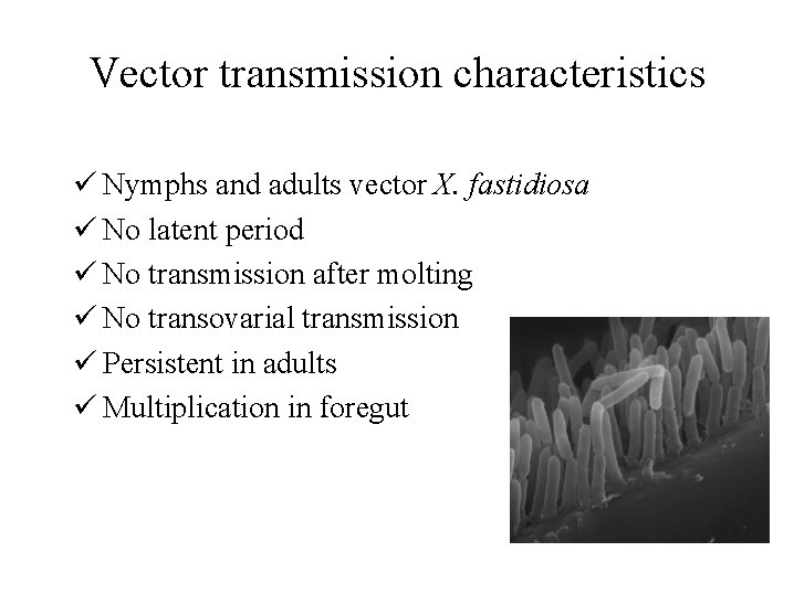 Vector transmission characteristics Nymphs and adults vector X. fastidiosa No latent period No transmission