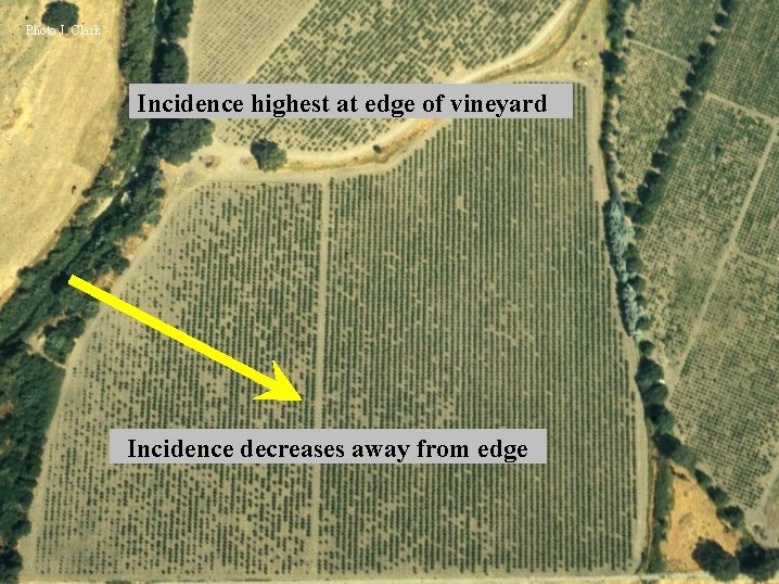 Photo J. Clark Incidence highest at edge of vineyard Incidence decreases away from edge