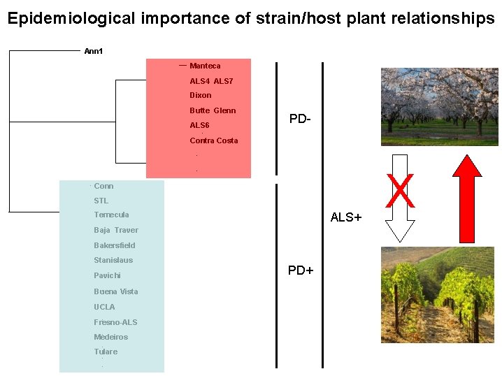 Epidemiological importance of strain/host plant relationships Ann 1 Manteca ALS 4 ALS 7 Dixon