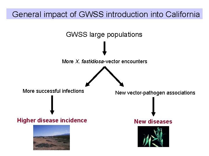 General impact of GWSS introduction into California GWSS large populations More X. fastidiosa-vector encounters