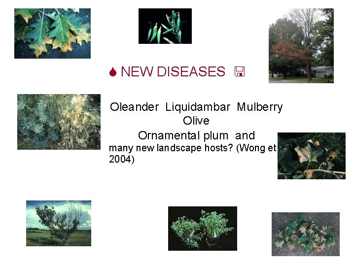  NEW DISEASES Oleander Liquidambar Mulberry Olive Ornamental plum and many new landscape hosts?