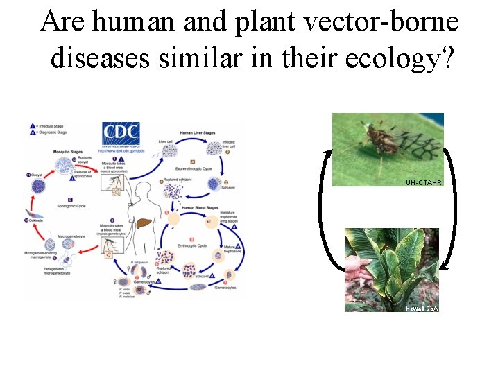 Are human and plant vector-borne diseases similar in their ecology? UH-CTAHR Hawaii Do. A