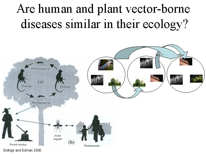 Are human and plant vector-borne diseases similar in their ecology? Eldrige and Edman 2000