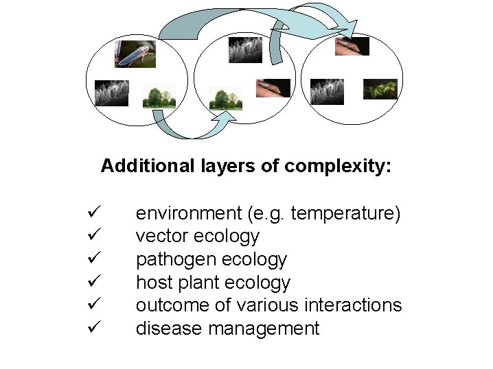 Additional layers of complexity: environment (e. g. temperature) vector ecology pathogen ecology host plant
