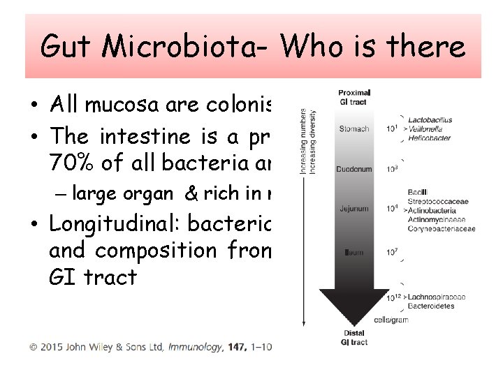 Gut Microbiota- Who is there • All mucosa are colonised with bacteria • The