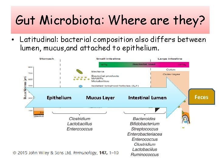 Gut Microbiota: Where are they? • Latitudinal: bacterial composition also differs between lumen, mucus,