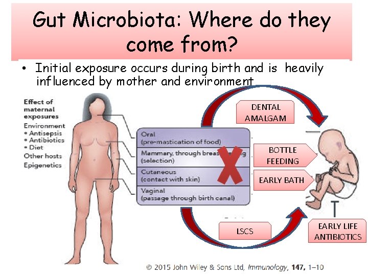 Gut Microbiota: Where do they come from? • Initial exposure occurs during birth and
