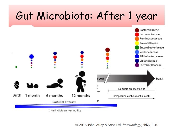 Gut Microbiota: After 1 year 