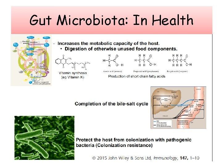 Gut Microbiota: In Health 