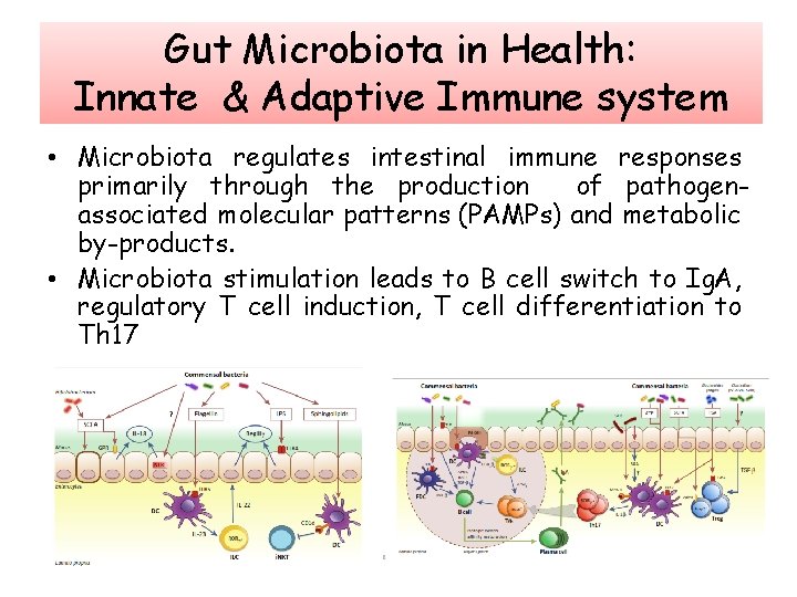 Gut Microbiota in Health: Innate & Adaptive Immune system • Microbiota regulates intestinal immune