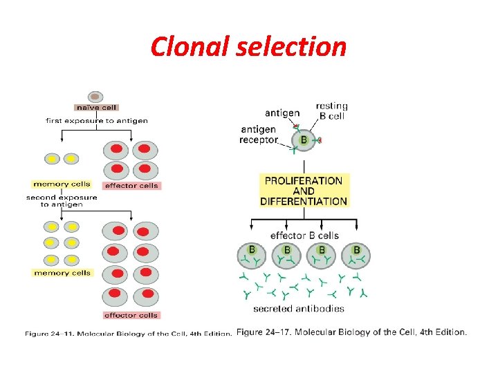 Clonal selection 