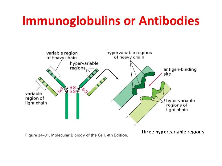 Immunoglobulins or Antibodies Three hypervariable regions 
