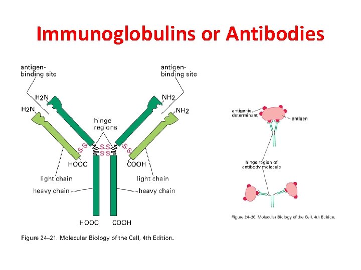 Immunoglobulins or Antibodies 