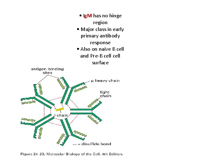  • Ig. M has no hinge region • Major class in early primary