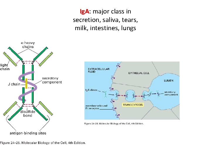 Ig. A: major class in secretion, saliva, tears, milk, intestines, lungs 