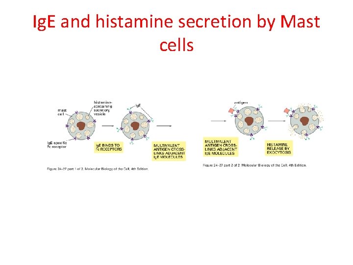 Ig. E and histamine secretion by Mast cells 