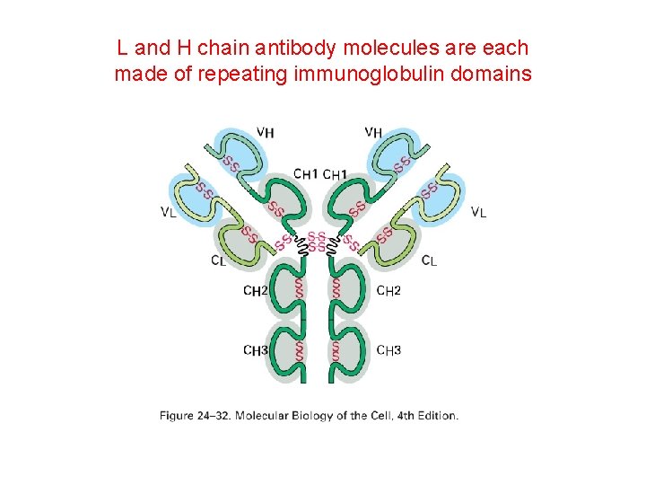 L and H chain antibody molecules are each made of repeating immunoglobulin domains 